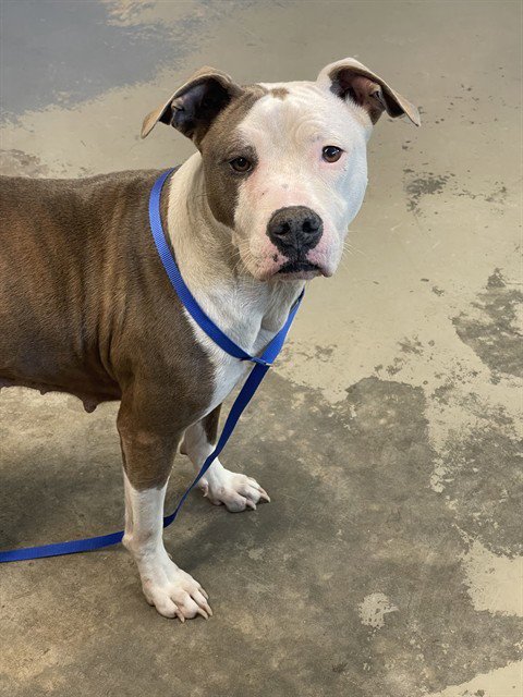 MAPLE - American Staffordshire Terrier available for adoption