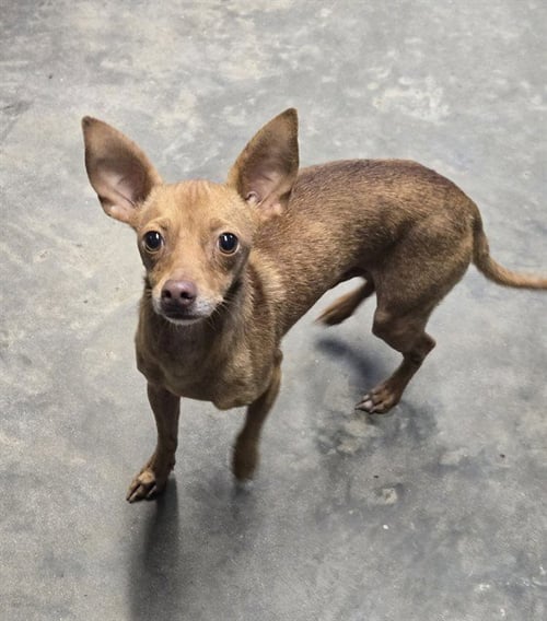 DEUCE - Chihuahua available for adoption
