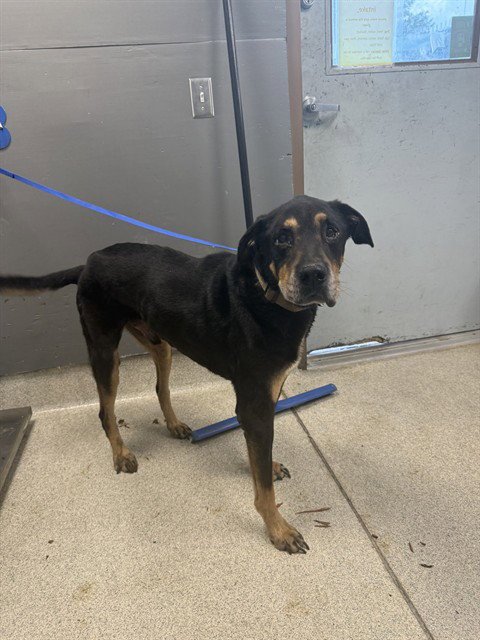 MOOSE - Beauceron available for adoption