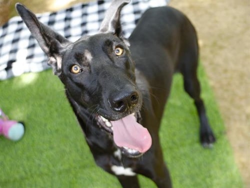 YODA - Great Dane / German Shepherd Dog available for adoption