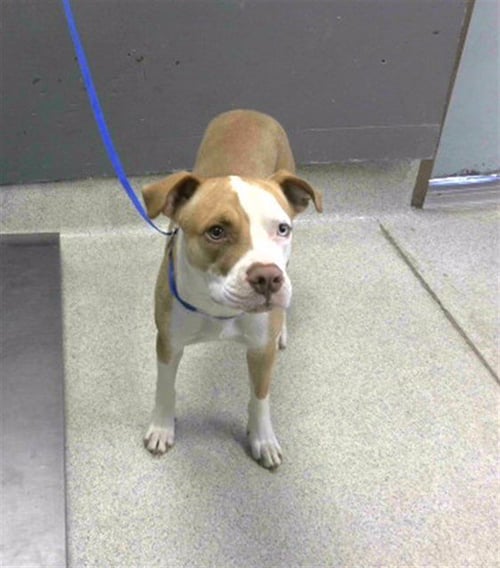 DIPPER - Catahoula Leopard Dog available for adoption