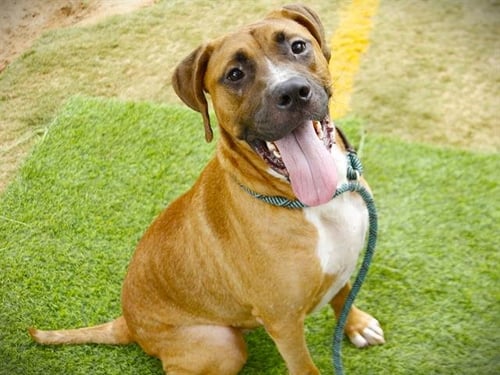 DYLAN - Rhodesian Ridgeback available for adoption