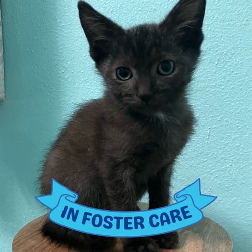 CHARLIE - Domestic Short Hair available for adoption