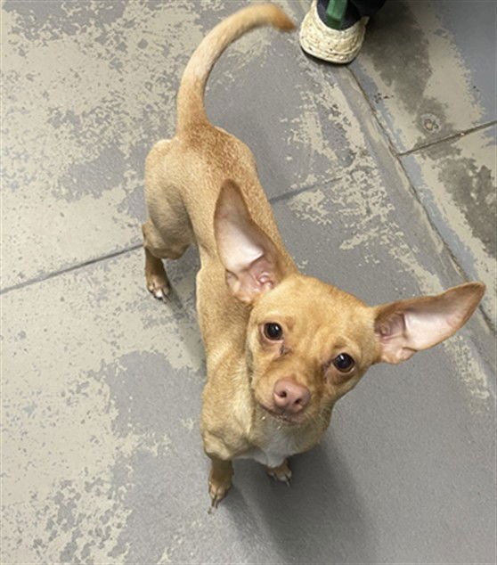 RACHET - Chihuahua available for adoption