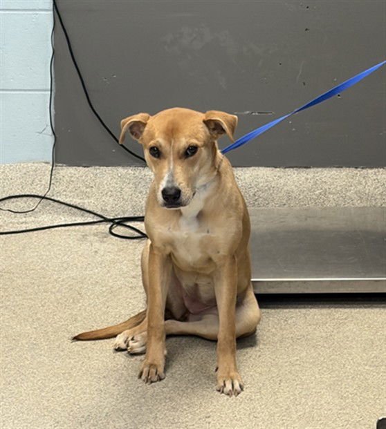 REGINA - Labrador Retriever available for adoption