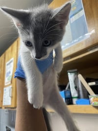 ZORRO - Photo 1