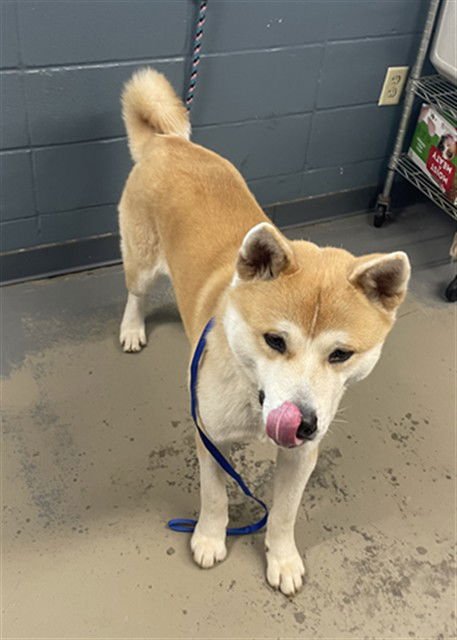 BANJO - Akita available for adoption