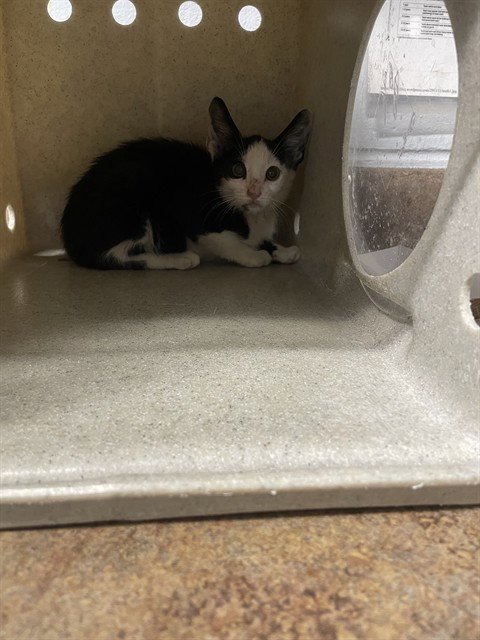 REBECCA - Domestic Short Hair available for adoption