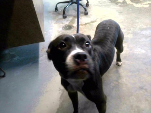 DEKODA - American Staffordshire Terrier / Boxer available for adoption