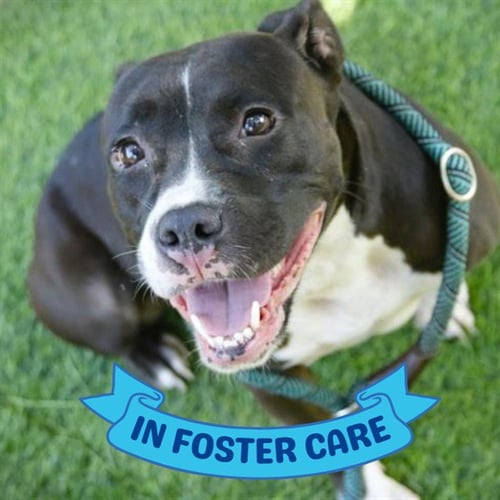 DEKODA - American Staffordshire Terrier / Boxer for adoption in Tallahassee