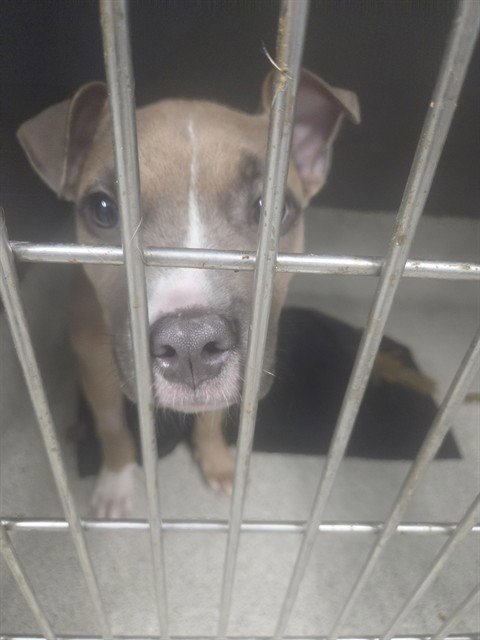 APPA - American Staffordshire Terrier available for adoption