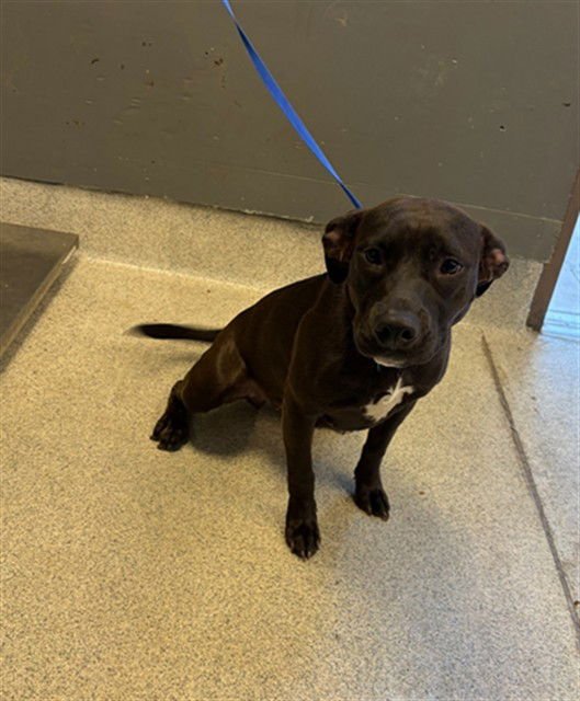 DAISY - American Staffordshire Terrier / Dachshund available for adoption