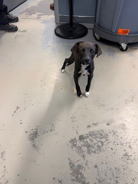 SPRITE - Labrador Retriever available for adoption