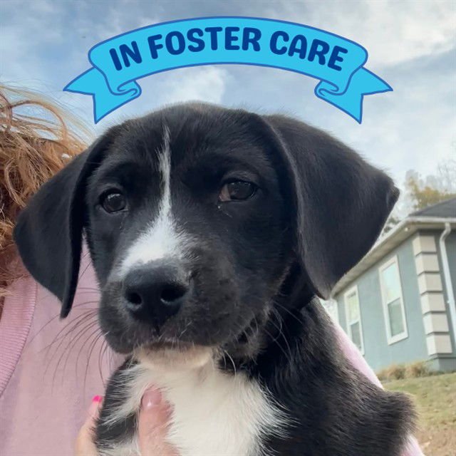 PENELOPE - American Staffordshire Terrier available for adoption