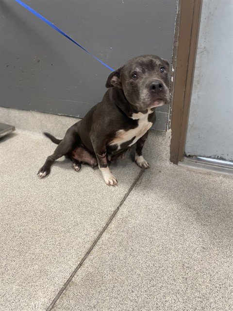 KOOKIE - American Staffordshire Terrier available for adoption