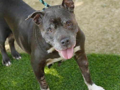 KOOKIE - American Staffordshire Terrier available for adoption