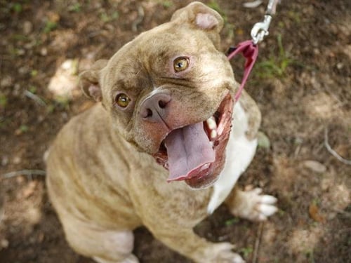 TRIXIE - American Bulldog available for adoption