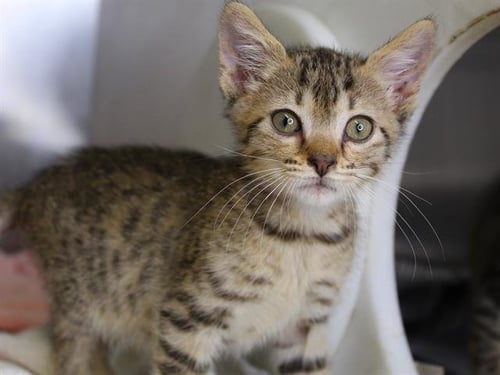 HARDWELL - Domestic Short Hair available for adoption