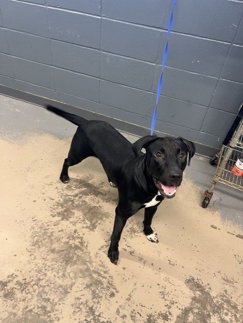 CHASE - Labrador Retriever available for adoption