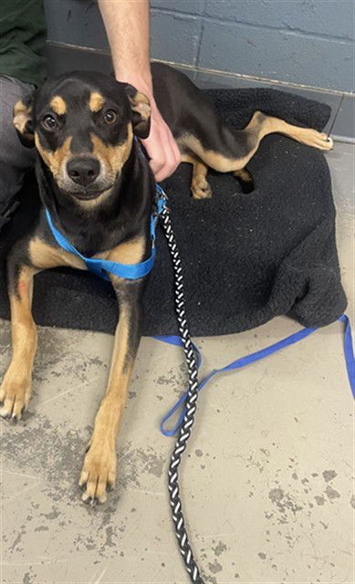 DAISY - Australian Kelpie available for adoption