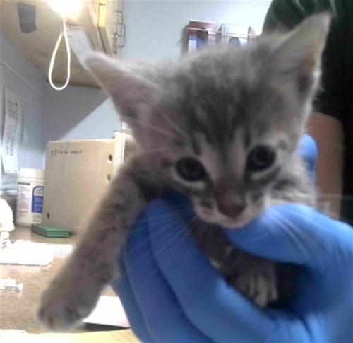 SHOULDA - Domestic Short Hair available for adoption