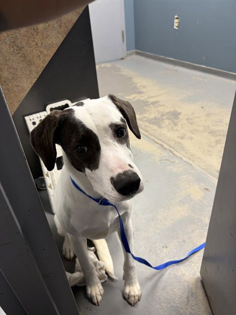 HERSHEY - American Staffordshire Terrier available for adoption