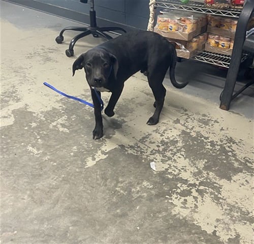 BLACKJACK - American Pit Bull Terrier available for adoption