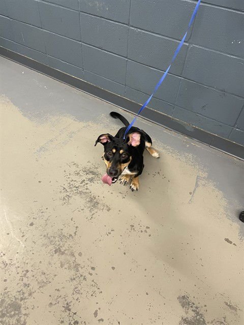 NIX - Dachshund / Labrador Retriever available for adoption