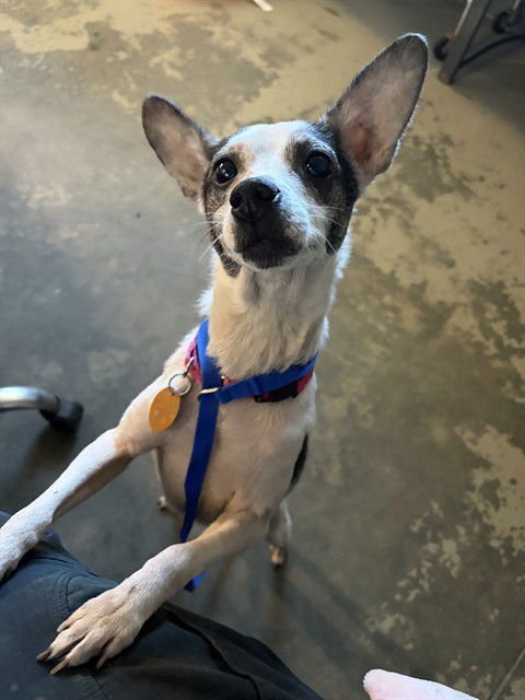 HONEY - Rat Terrier available for adoption