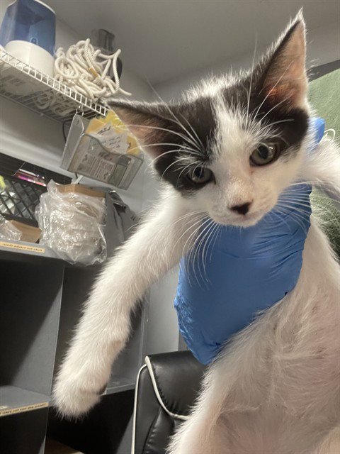 PANDA - Domestic Short Hair available for adoption