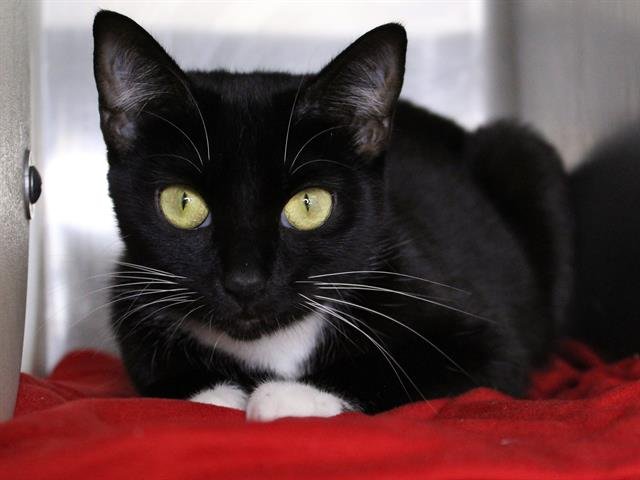 VALENTINA - Domestic Short Hair available for adoption