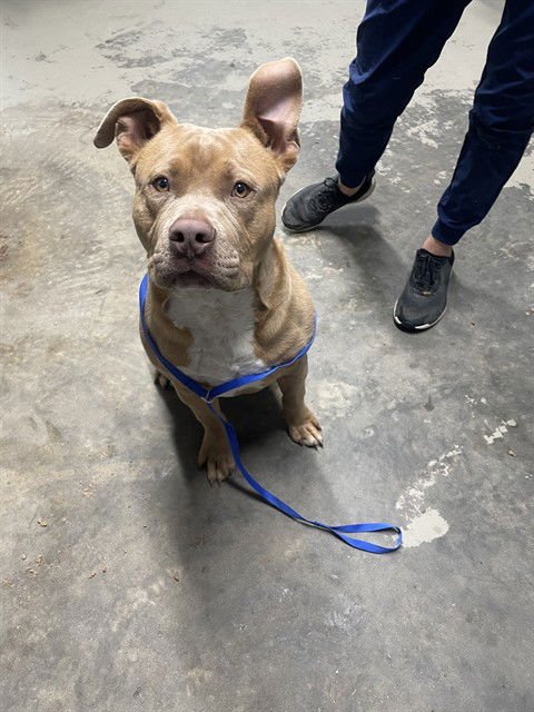 ROCKO - American Staffordshire Terrier available for adoption