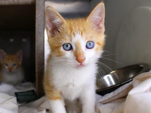 BARNEY - Domestic Short Hair available for adoption