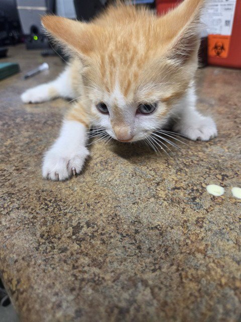 BARNEY - Domestic Short Hair available for adoption