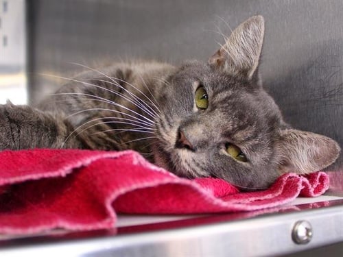 BOB - Domestic Medium Hair available for adoption