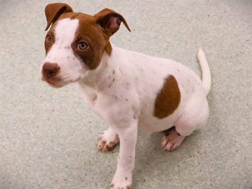 POLLY - English Pointer available for adoption