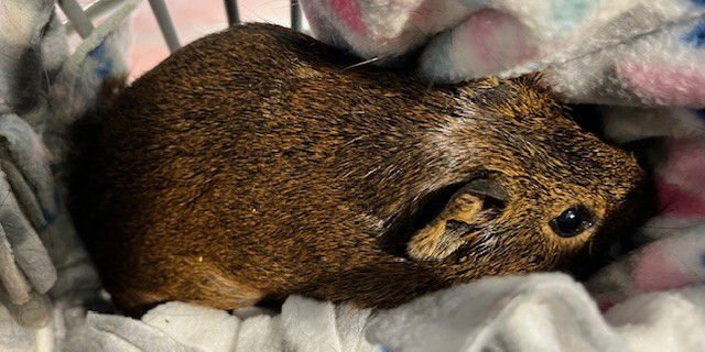 ROCKY - Guinea Pig available for adoption