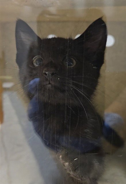 AVICII - Domestic Short Hair available for adoption