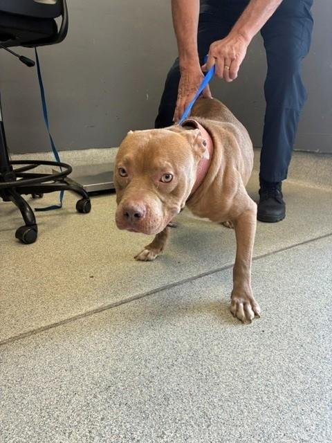 SAMBA - American Staffordshire Terrier available for adoption