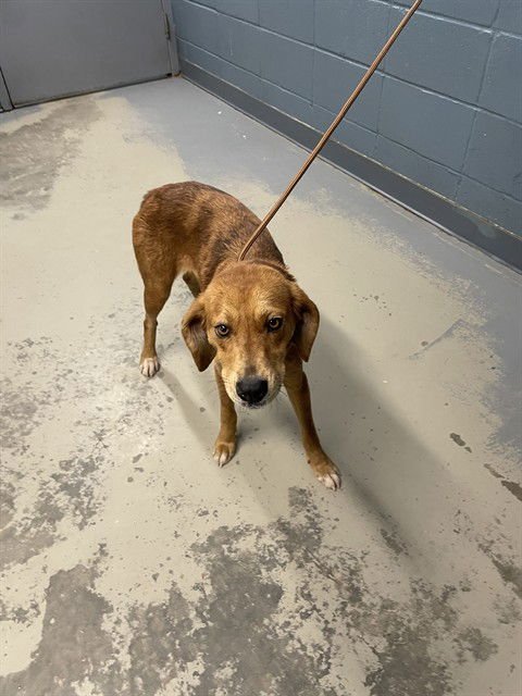 LADYBUG - Redbone Coonhound available for adoption
