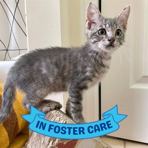 CANYON - Domestic Short Hair available for adoption