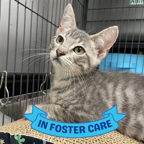 CANYON - Domestic Short Hair available for adoption
