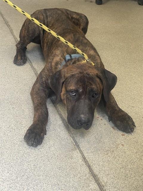 CHOPPER - Mastiff available for adoption