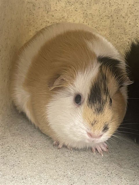 CITRONE - Guinea Pig available for adoption