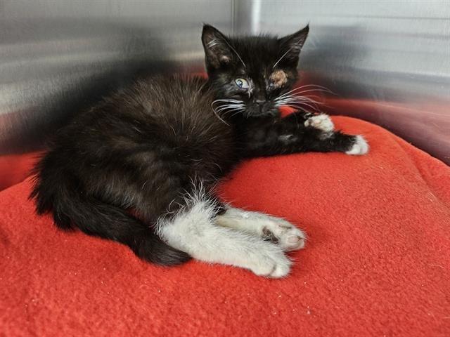 FELICITY - Domestic Medium Hair available for adoption