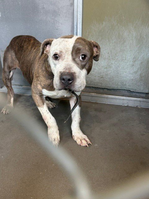 BAKER - American Staffordshire Terrier available for adoption