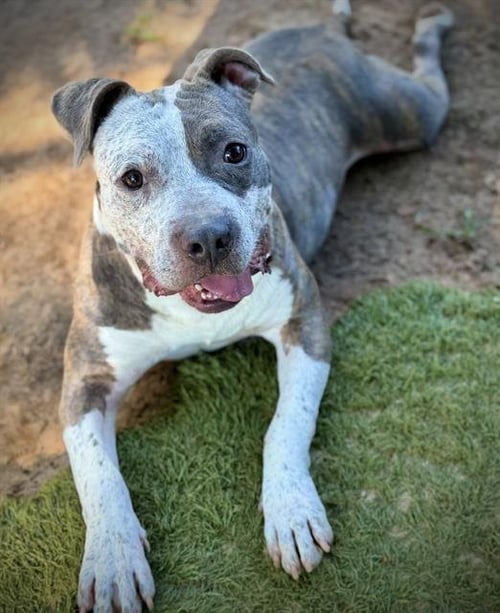 BAKER - American Staffordshire Terrier available for adoption