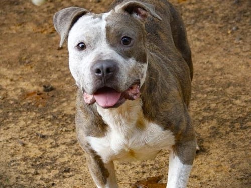 BAKER - American Staffordshire Terrier available for adoption