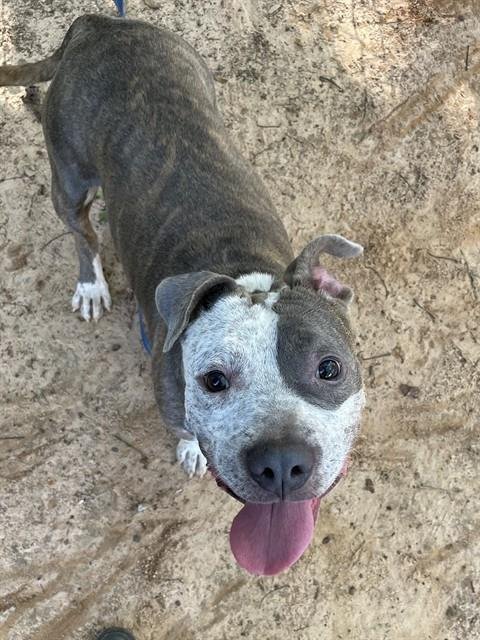 BAKER - American Staffordshire Terrier available for adoption