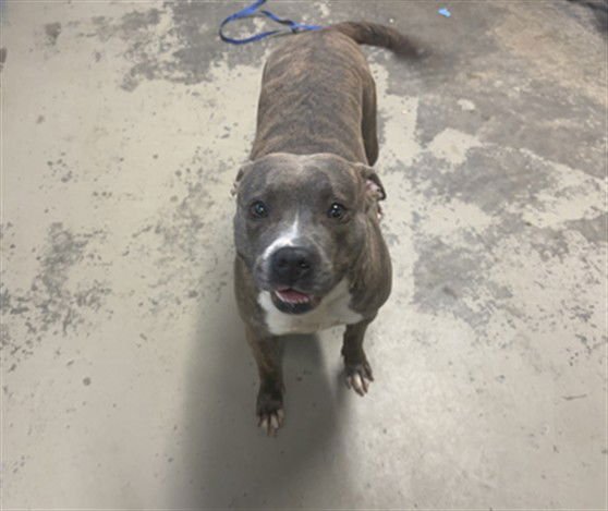 CONNIE - American Staffordshire Terrier available for adoption